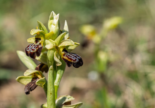 ophrys forestieri x passionis