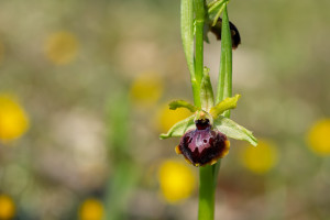 ophrys passionis ophrys passionis
