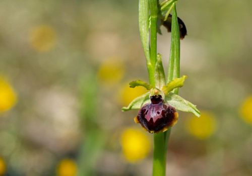 ophrys passionis