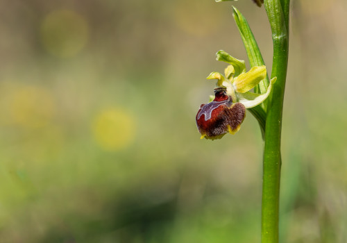ophrys provincialis