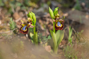 ophrys speculum ophrys speculum