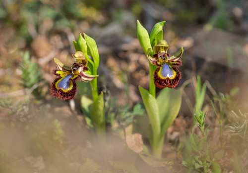 ophrys speculum