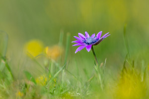 anemone hortensis anemone des fleuristes anemone hortensis anemone des fleuristes