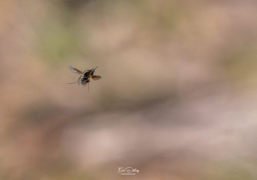bombylius minor   le petit bombyle 10