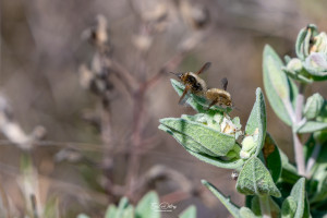 bombylius minor le petit bombyle bombylius minor le petit bombyle