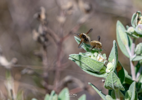 bombylius minor   le petit bombyle