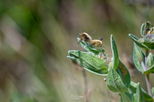 bombylius minor le petit bombyle bombylius minor le petit bombyle