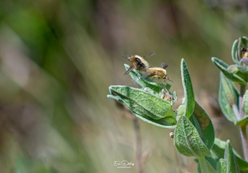 bombylius minor   le petit bombyle