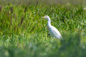 bubulcus ibis heron garde boeufs bubulcus ibis heron garde boeufs
