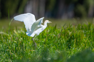 bubulcus ibis heron garde boeufs bubulcus ibis heron garde boeufs
