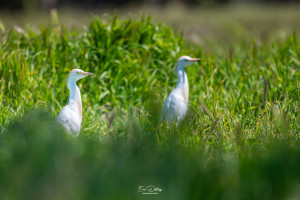 bubulcus ibis heron garde boeufs bubulcus ibis heron garde boeufs