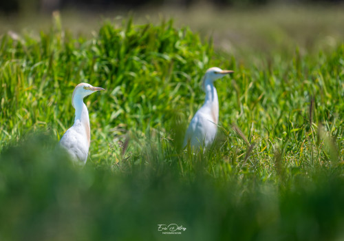 bubulcus ibis   heron garde boeufs