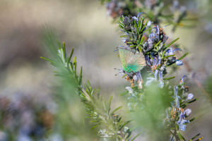 callophrys rubi argus vert callophrys rubi argus vert