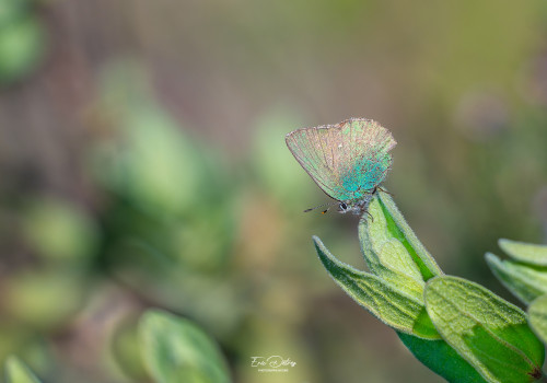callophrys rubi   argus vert