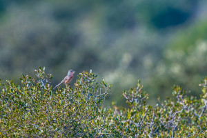 curruca undata fauvette pitchou curruca undata fauvette pitchou