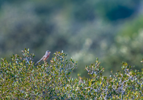 curruca undata   fauvette pitchou