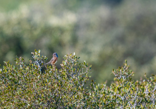 curruca undata   fauvette pitchou