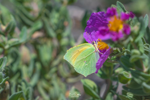 gonepteryx cleopatra citron de provence gonepteryx cleopatra citron de provence