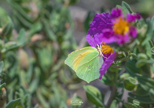 gonepteryx cleopatra   citron de provence
