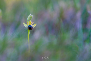 ophrys forestieri ophrys forestieri