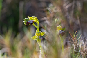 ophrys forestieri ophrys forestieri