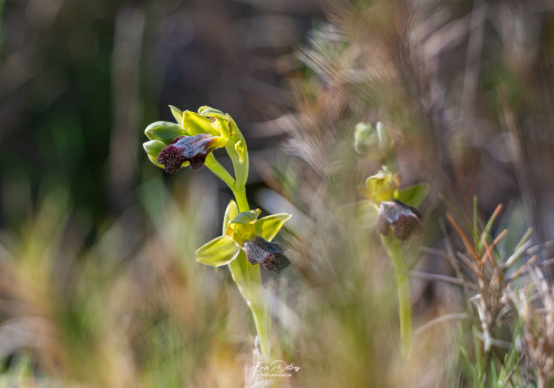 ophrys forestieri