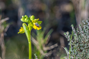 ophrys lutea ophrys lutea