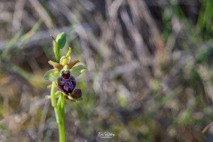 ophrys provincialis ophrys provincialis