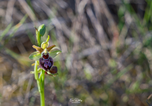 ophrys provincialis
