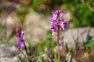 androrchis olbiensis androrchis olbiensis