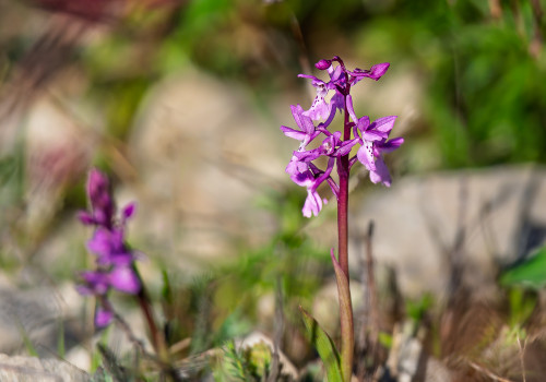 androrchis olbiensis