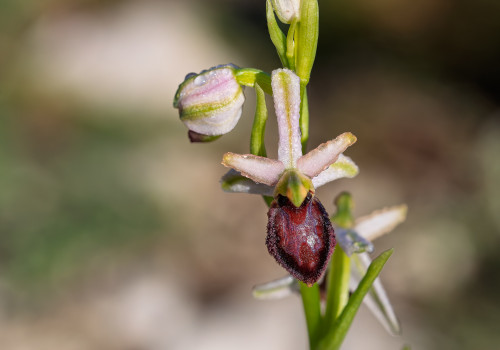 ophrys arachnitiformis