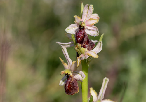 ophrys arachnitiformis