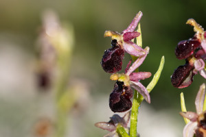 ophrys arachnitiformis ophrys arachnitiformis