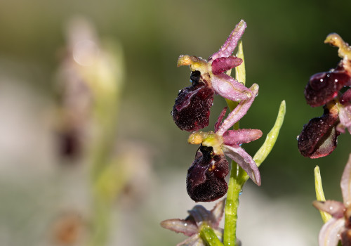 ophrys arachnitiformis