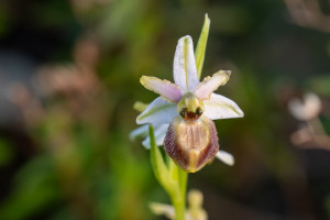 ophrys arachnitiformis ophrys arachnitiformis