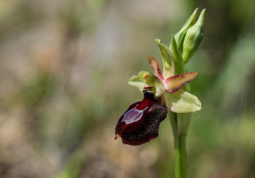 ophrys aurelia x provincialis