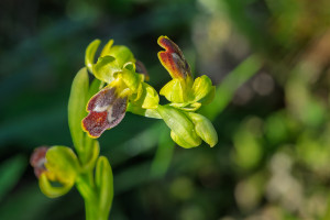 ophrys delforgei ophrys delforgei