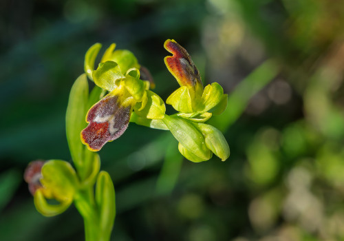 ophrys delforgei