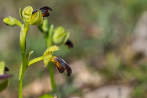 ophrys forestieri ophrys forestieri