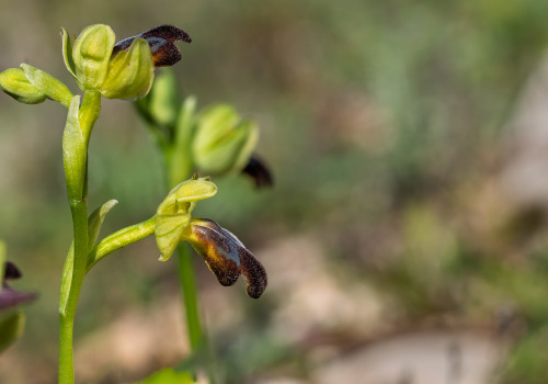ophrys forestieri