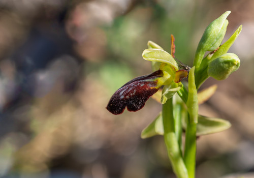 ophrys forestieri x passionis 11