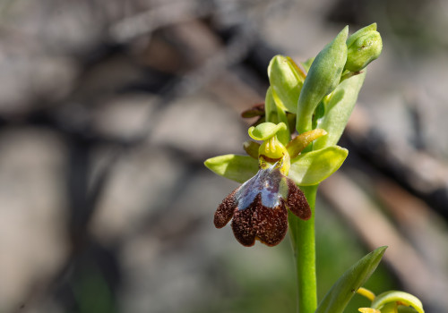 ophrys forestieri x speculum