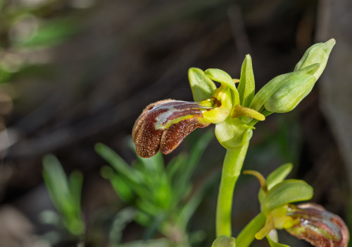 ophrys forestieri x speculum
