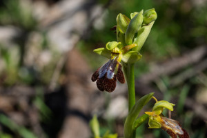 ophrys forestieri x speculum ophrys forestieri x speculum