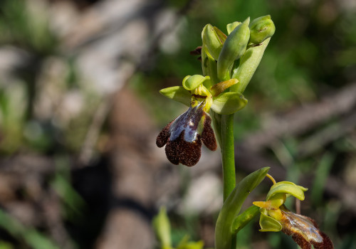 ophrys forestieri x speculum