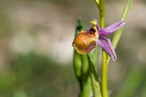 ophrys linearis ophrys linearis