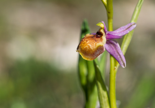 ophrys linearis