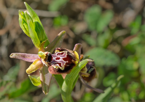ophrys linearis x passionis