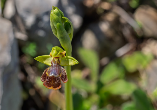 ophrys lutea x speculum 12